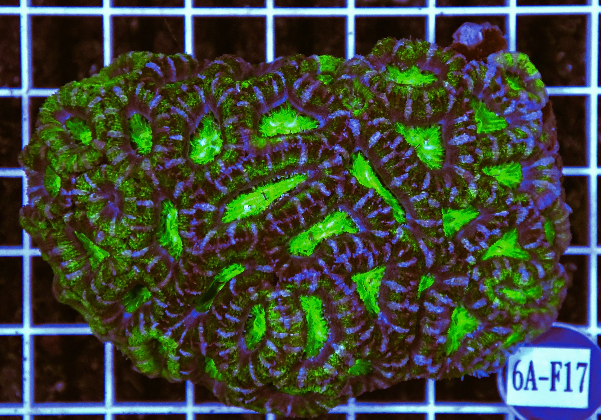 Acan Lord AUS