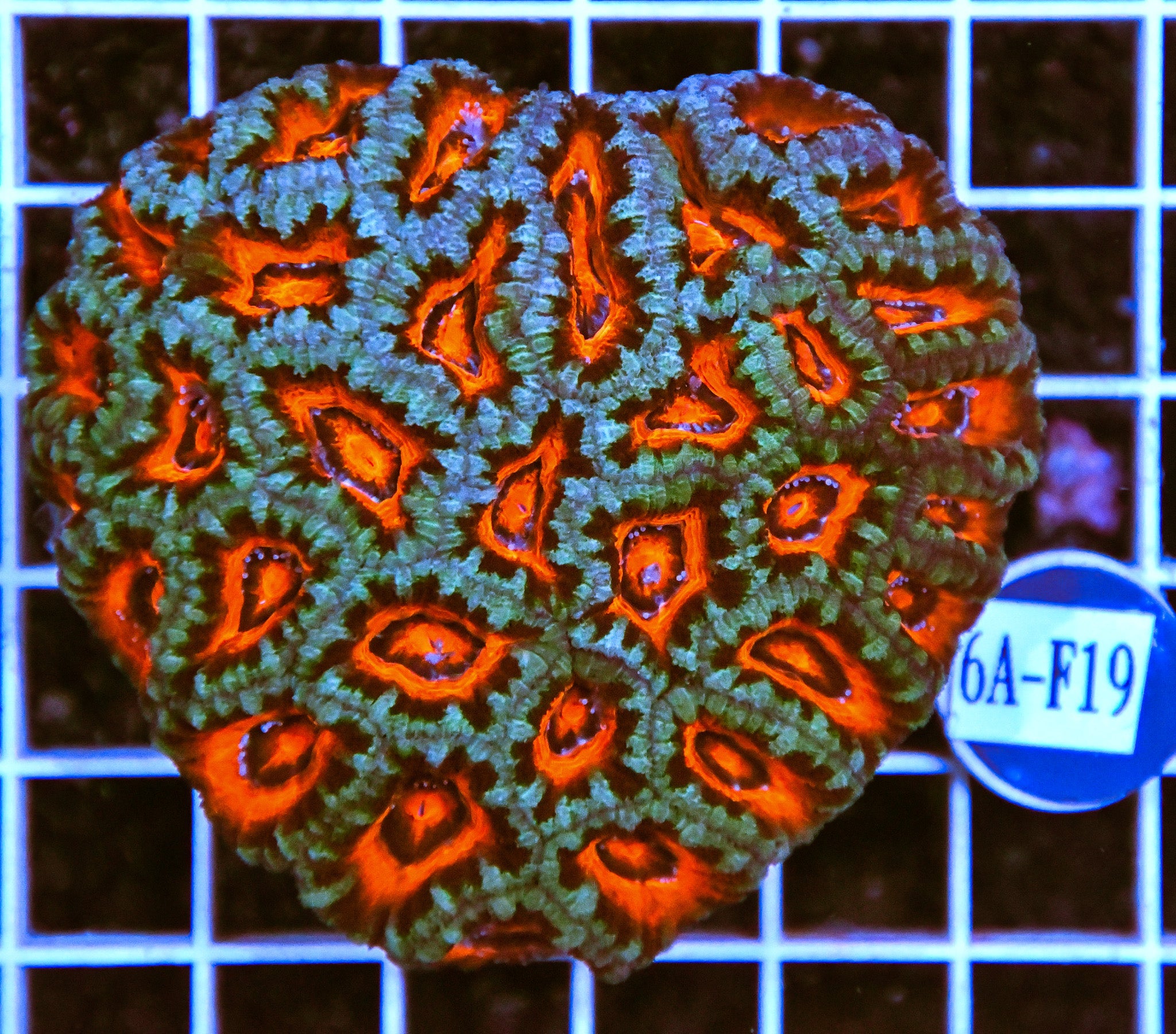 Acan Lord AUS
