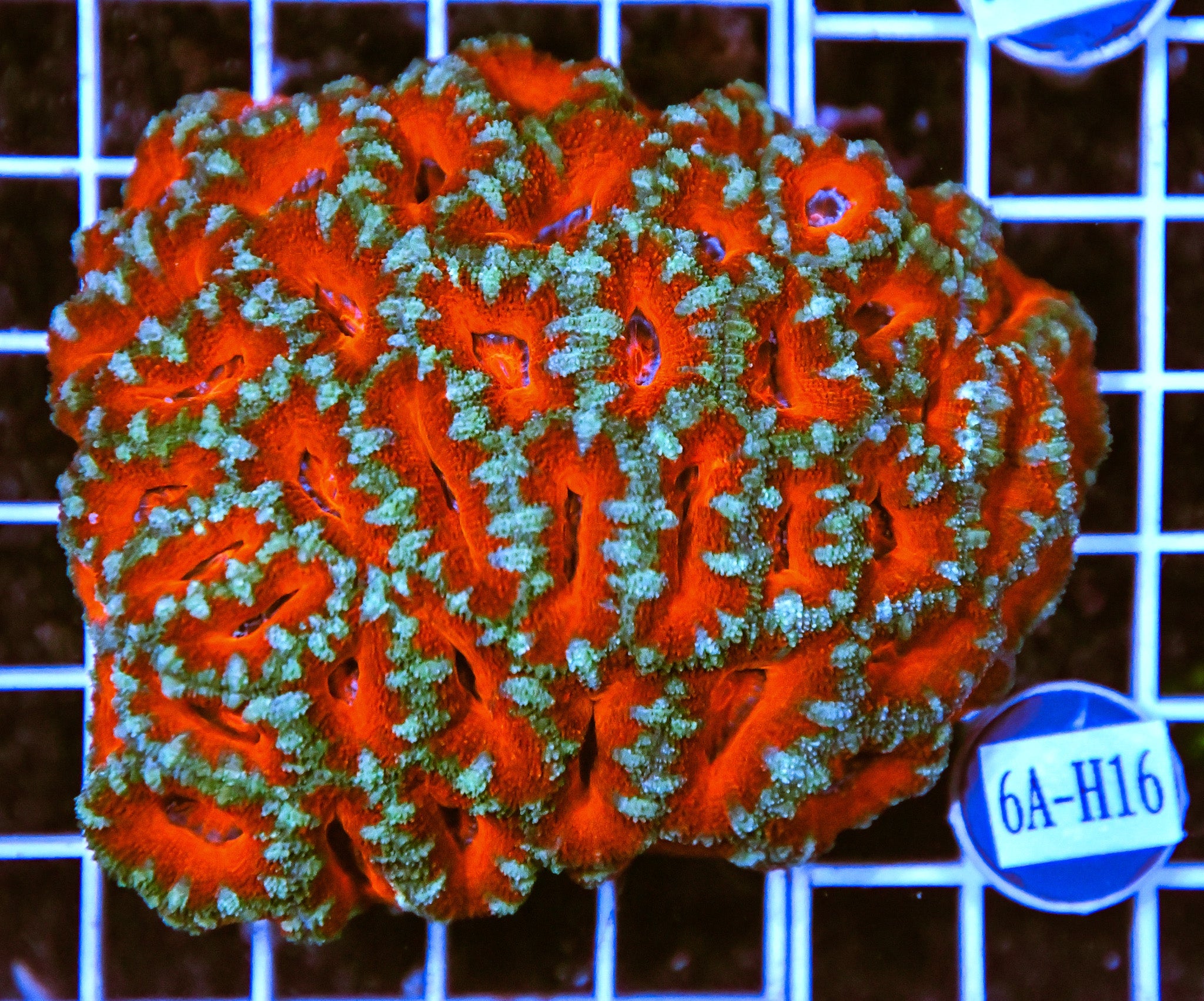Acan Lord AUS