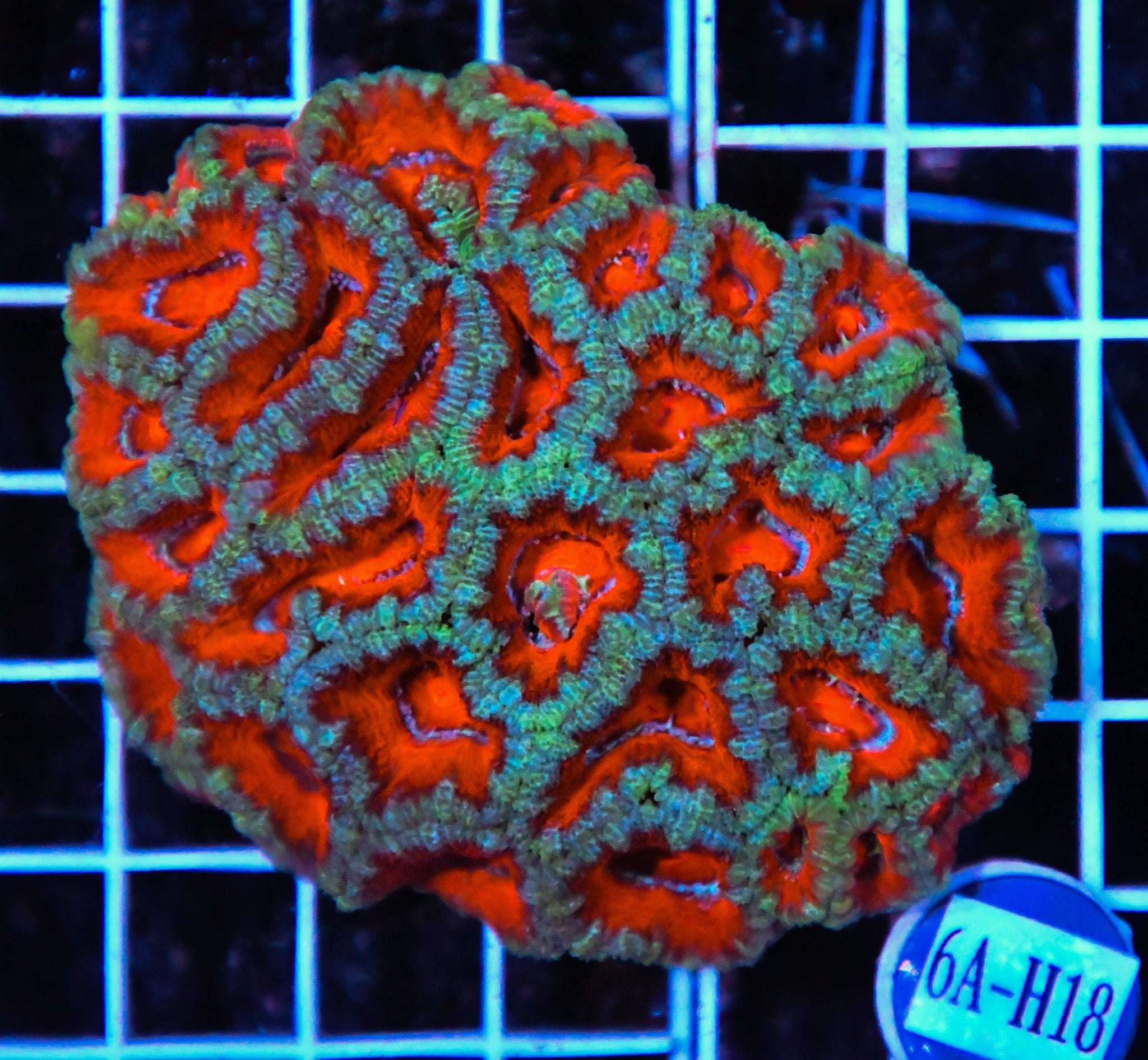 Acan Lord AUS