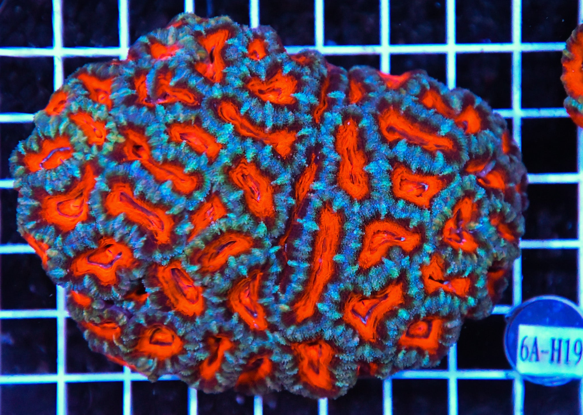Acan Lord AUS