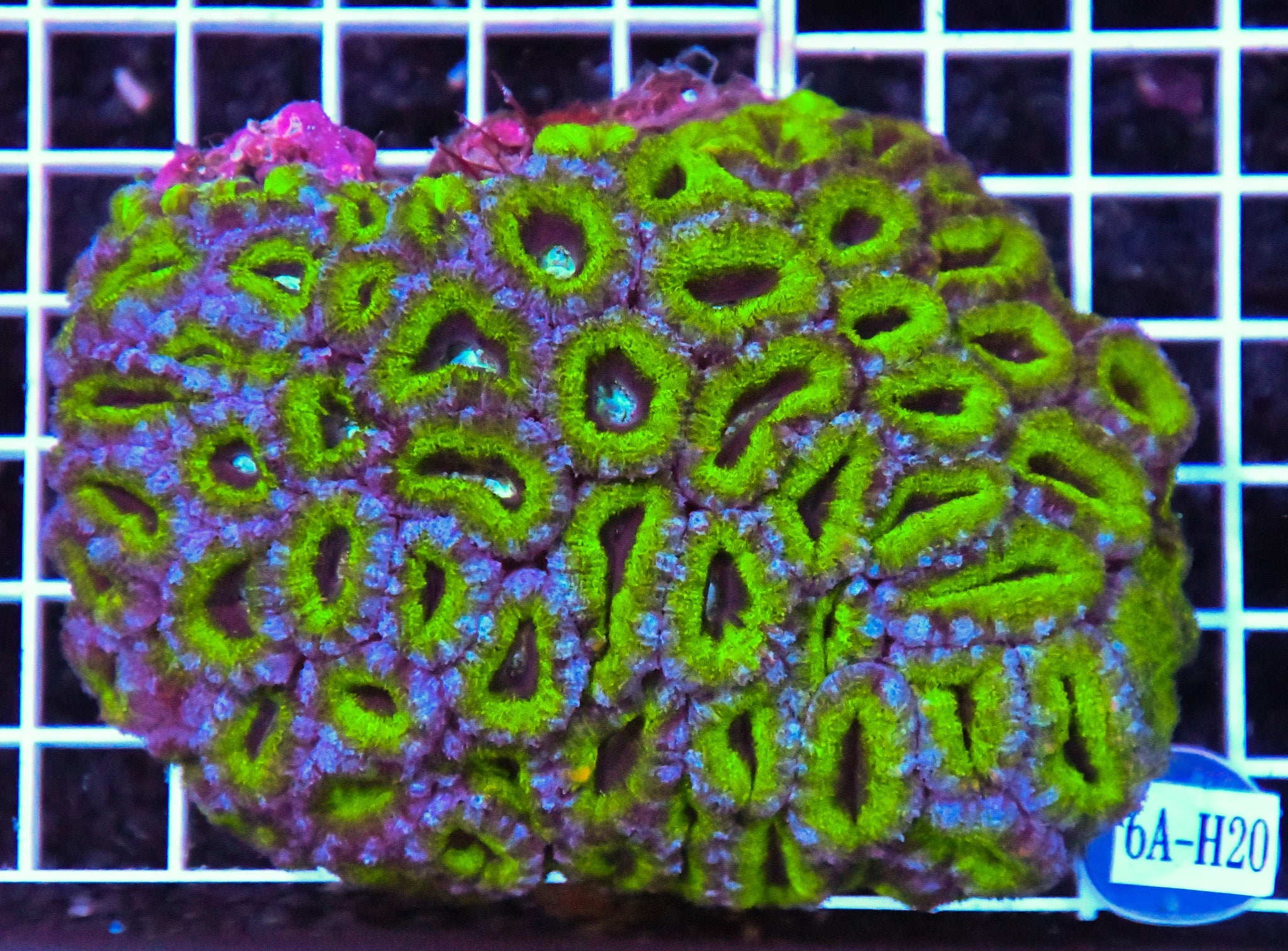 Acan Lord AUS