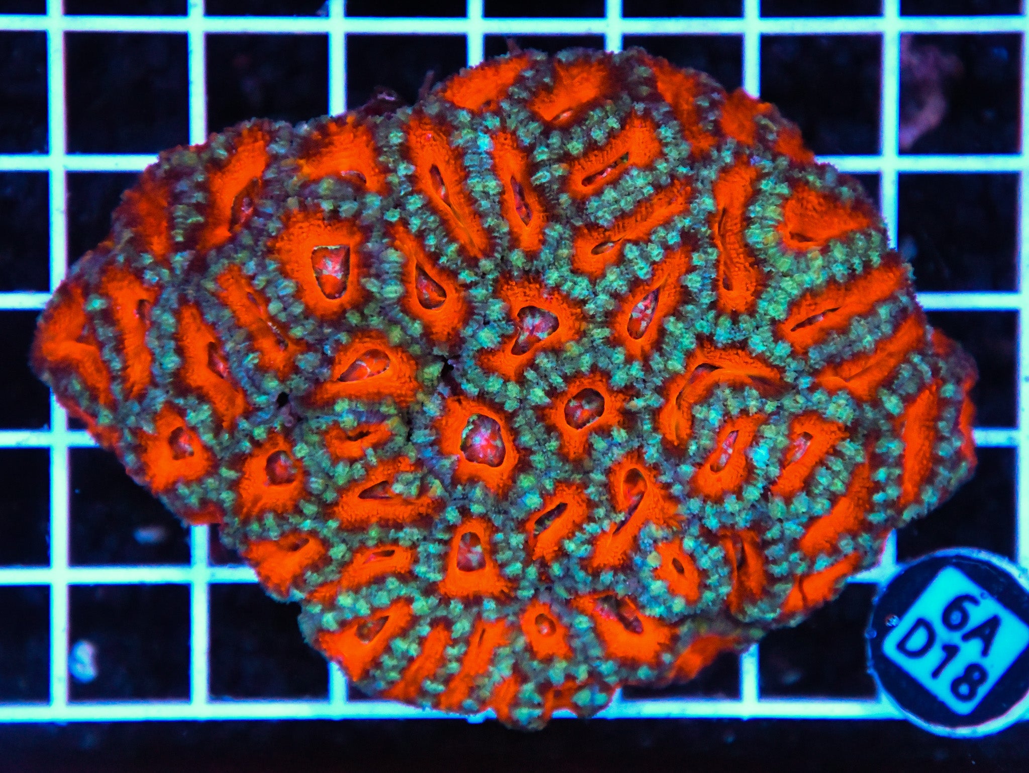 Acan Lord AUS