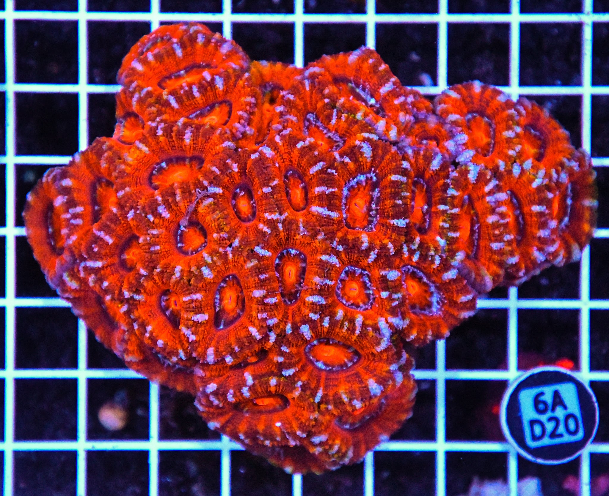 Acan Lord AUS