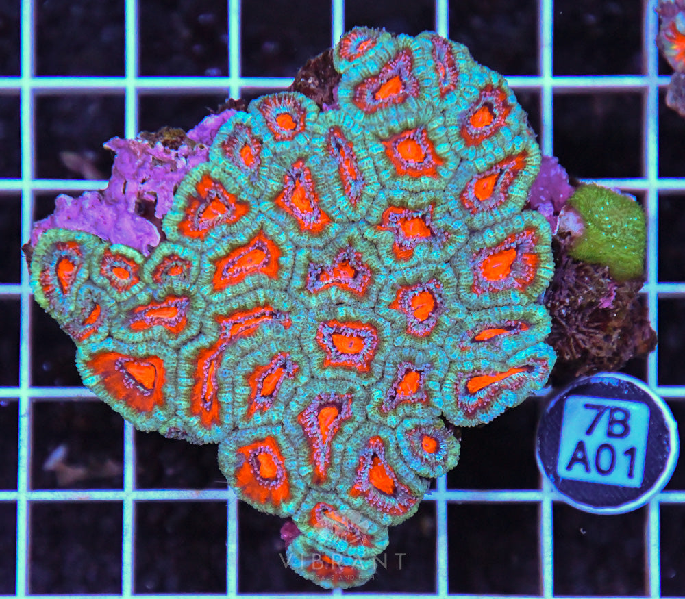 Acan Lord AUS