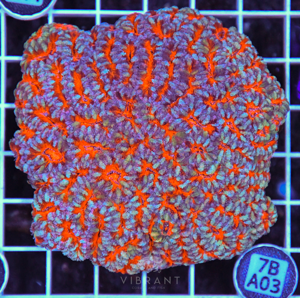 Acan Lord AUS