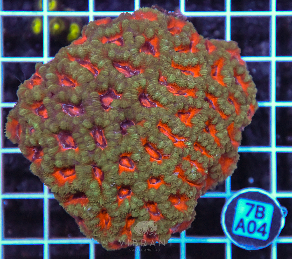 Acan Lord AUS