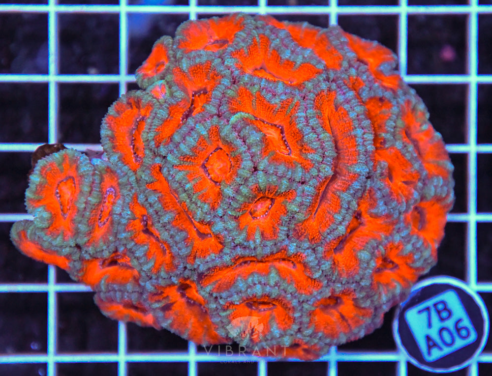 Acan Lord AUS