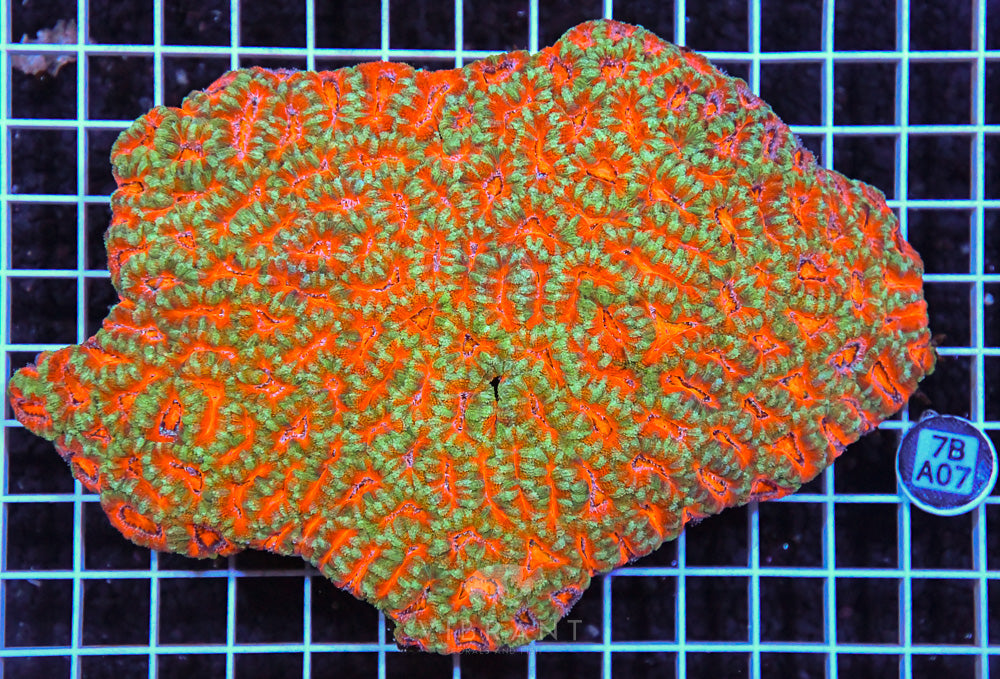 Acan Lord AUS