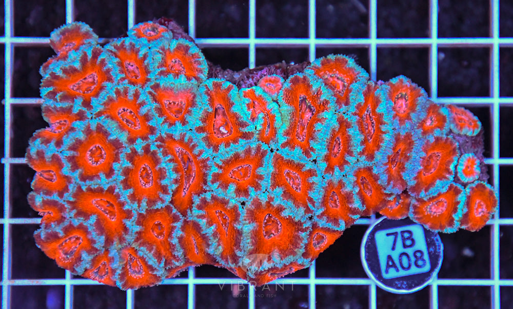 Acan Lord AUS