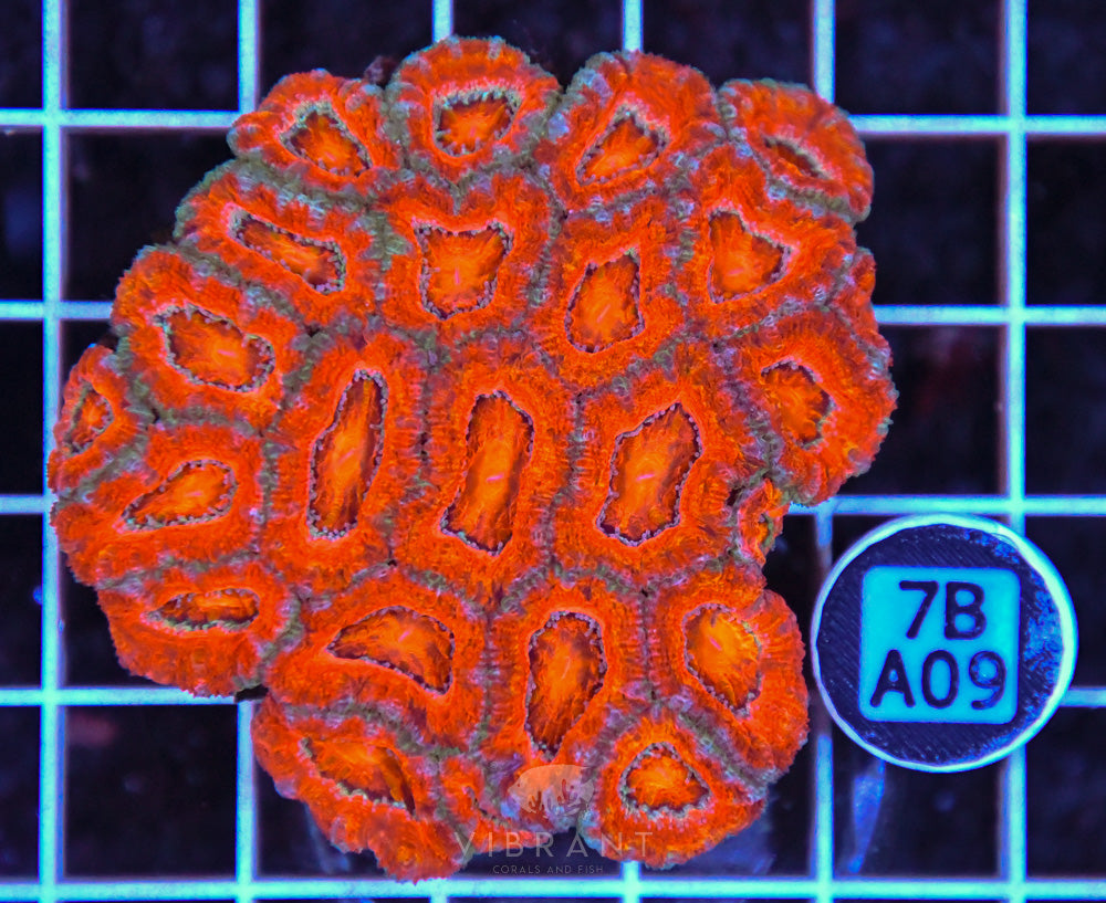 Acan Lord AUS
