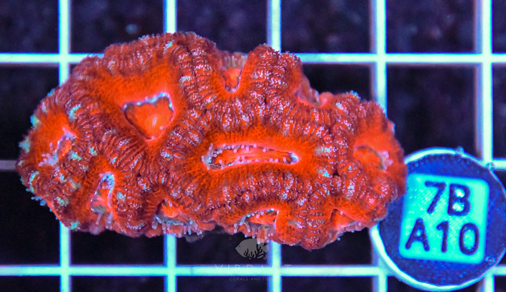 Acan Lord AUS