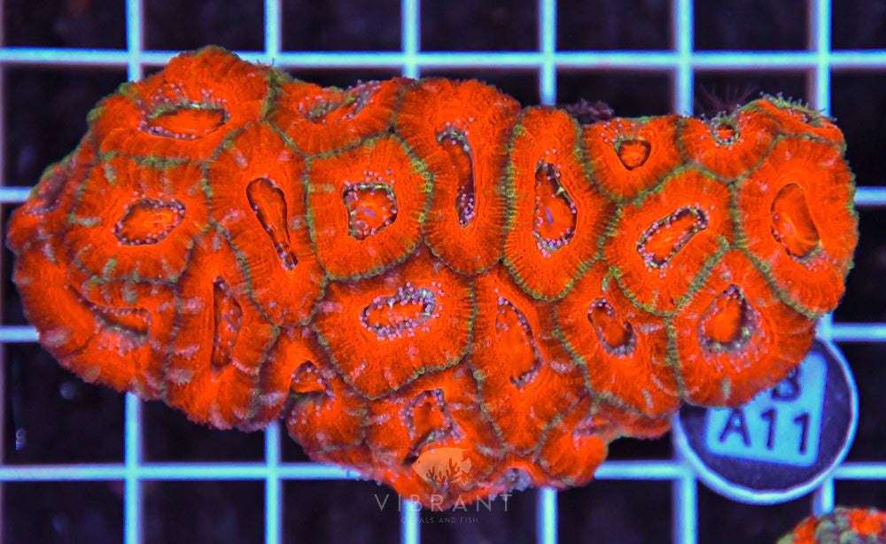 Acan Lord AUS