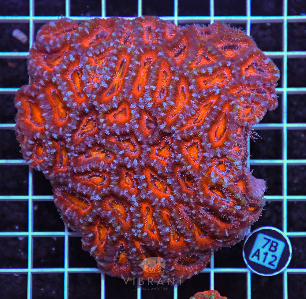 Acan Lord AUS