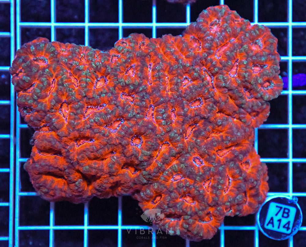 Acan Lord AUS