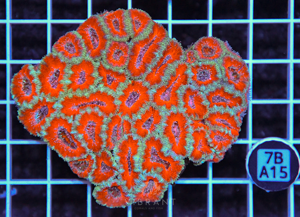 Acan Lord AUS