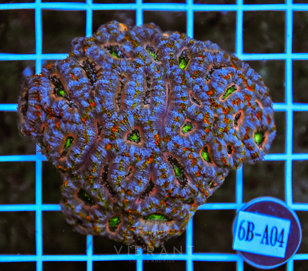 Acan Lord Ultra AUS