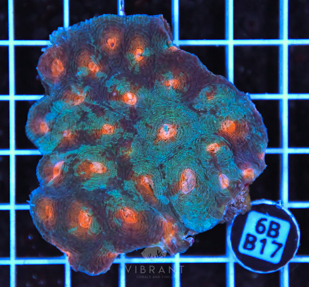Acan Echinata Ultra AUS