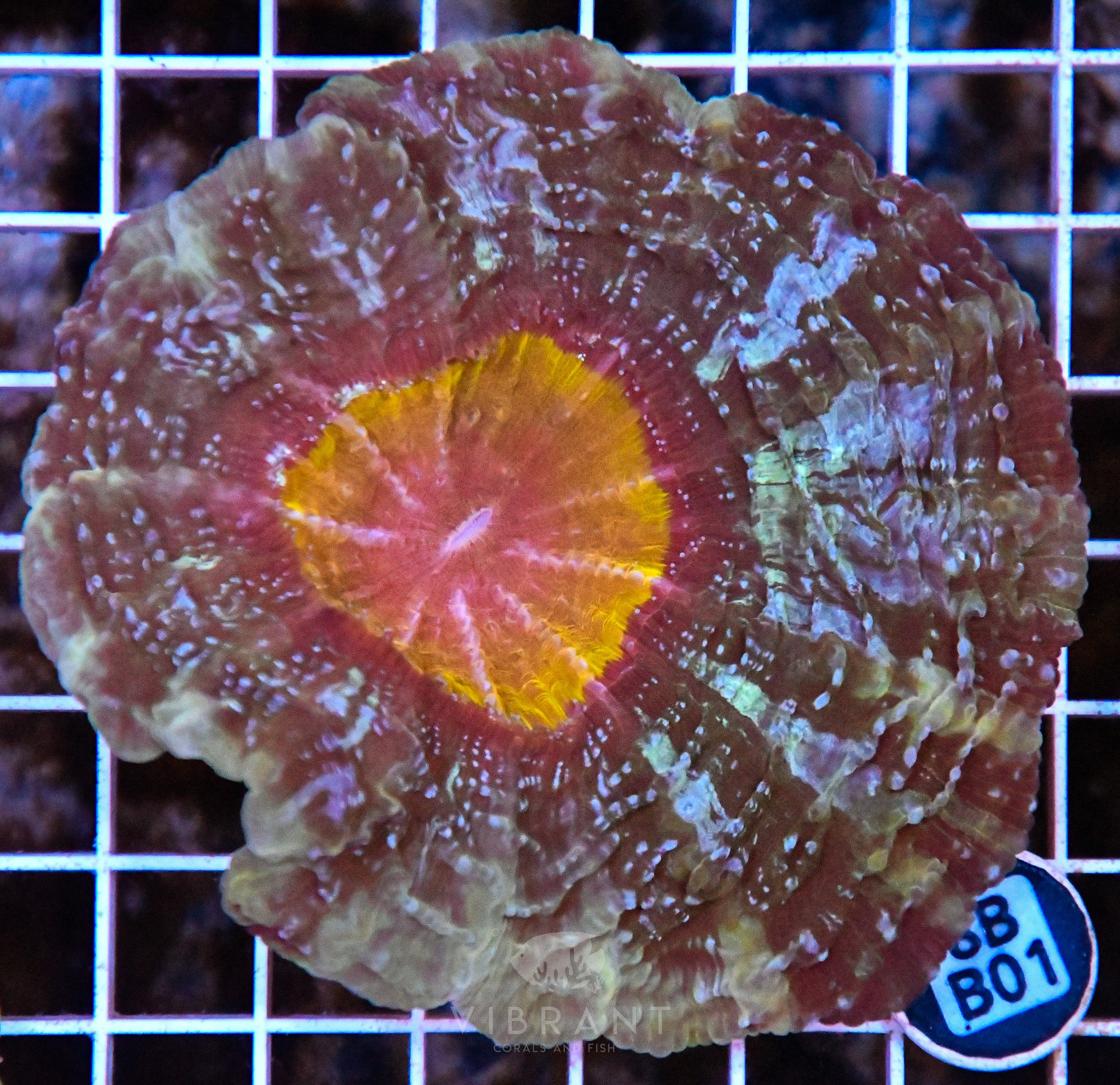 Acanthophyllia INDO W