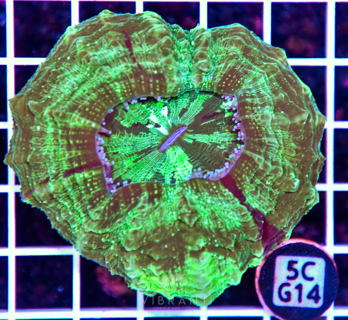 Acanthophyllia AUS