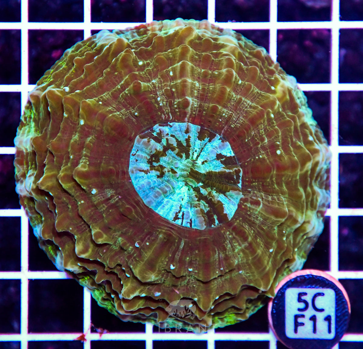 Acanthophyllia AUS