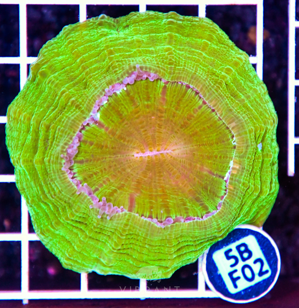 Acanthophyllia AUS