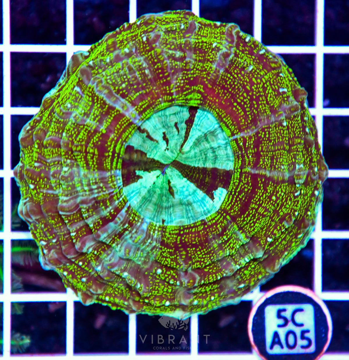 Acanthophyllia AUS