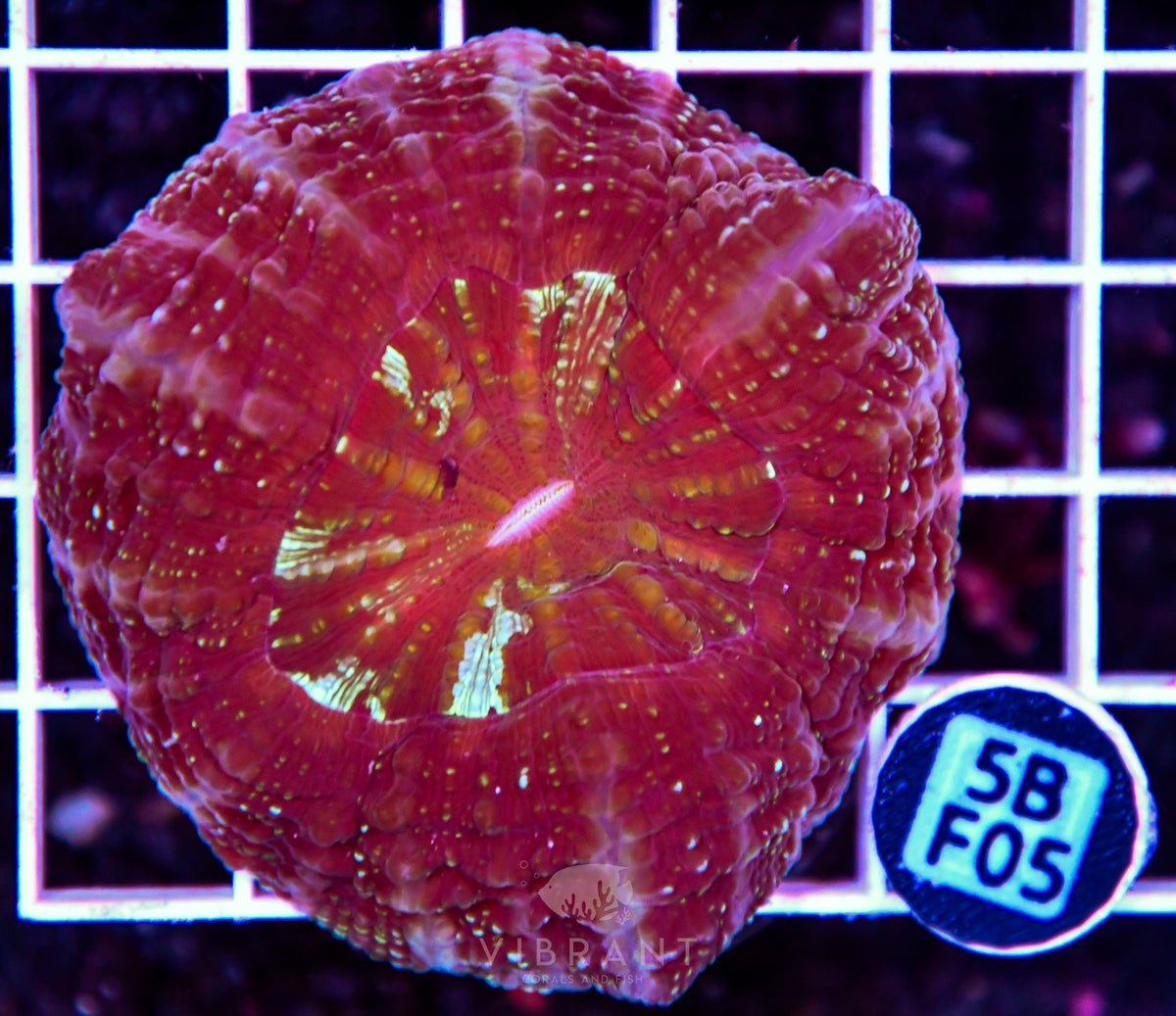 Acanthophyllia AUS