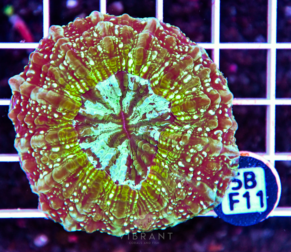 Acanthophyllia AUS