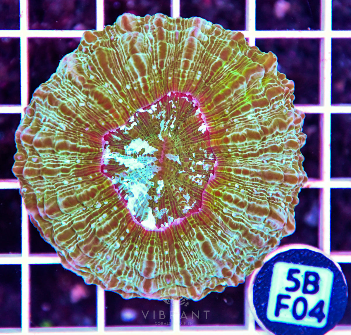 Acanthophyllia AUS