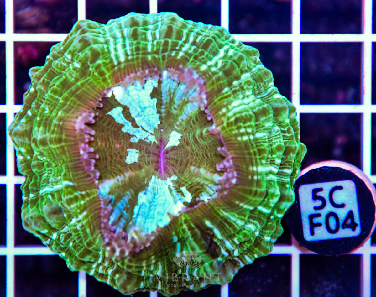 Acanthophyllia AUS