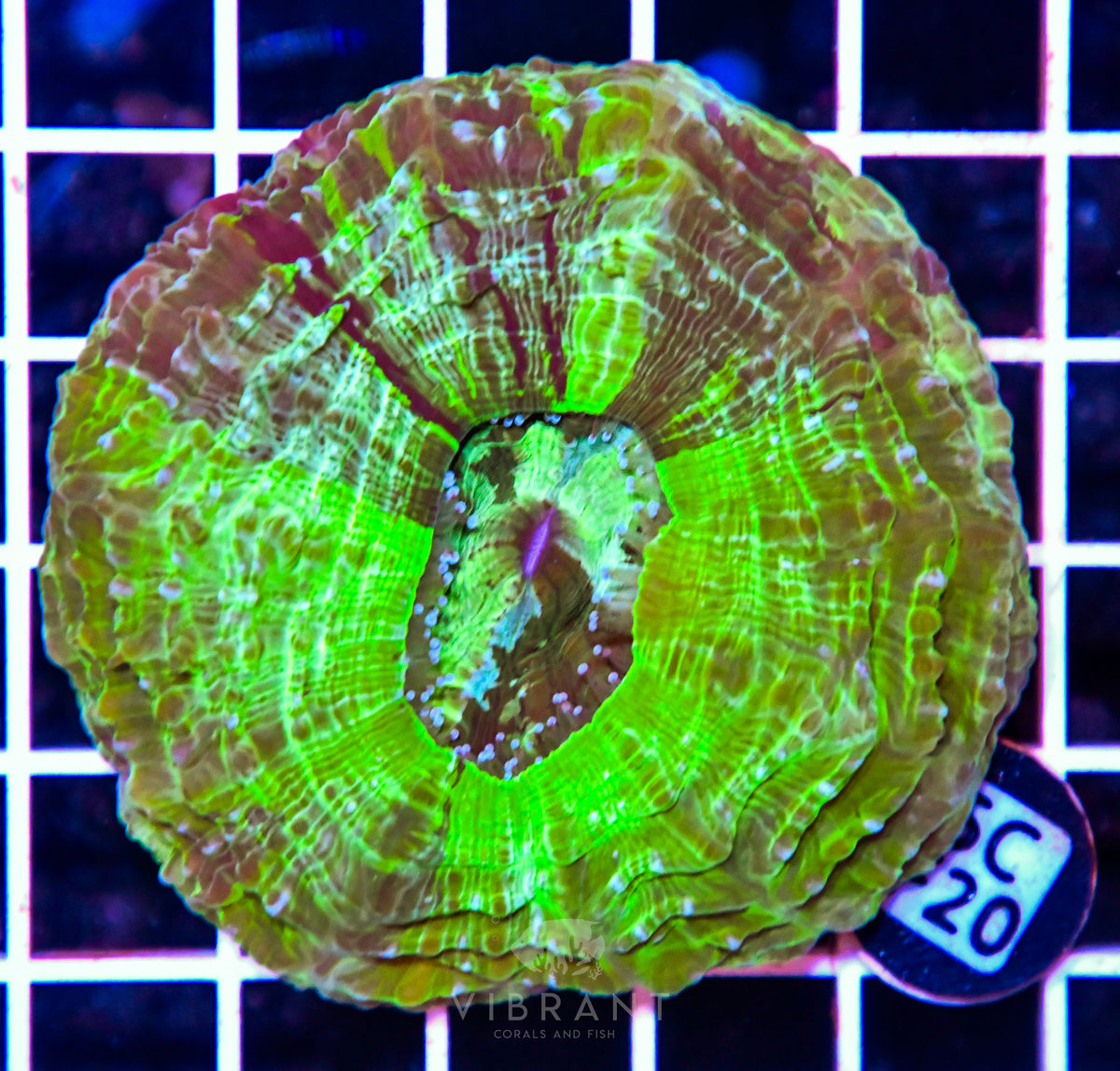 Acanthophyllia AUS