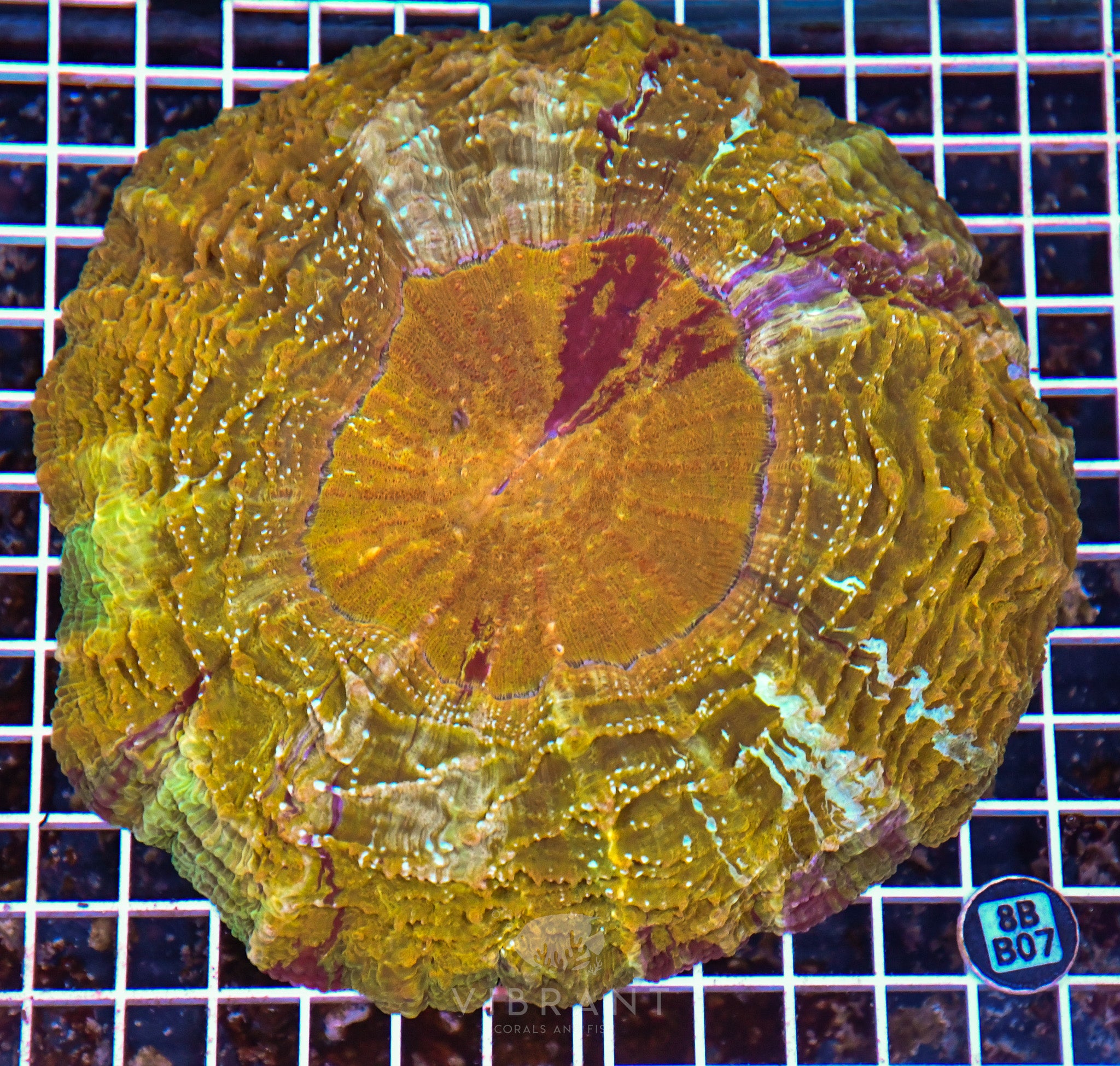 Acanthophyllia INDO W