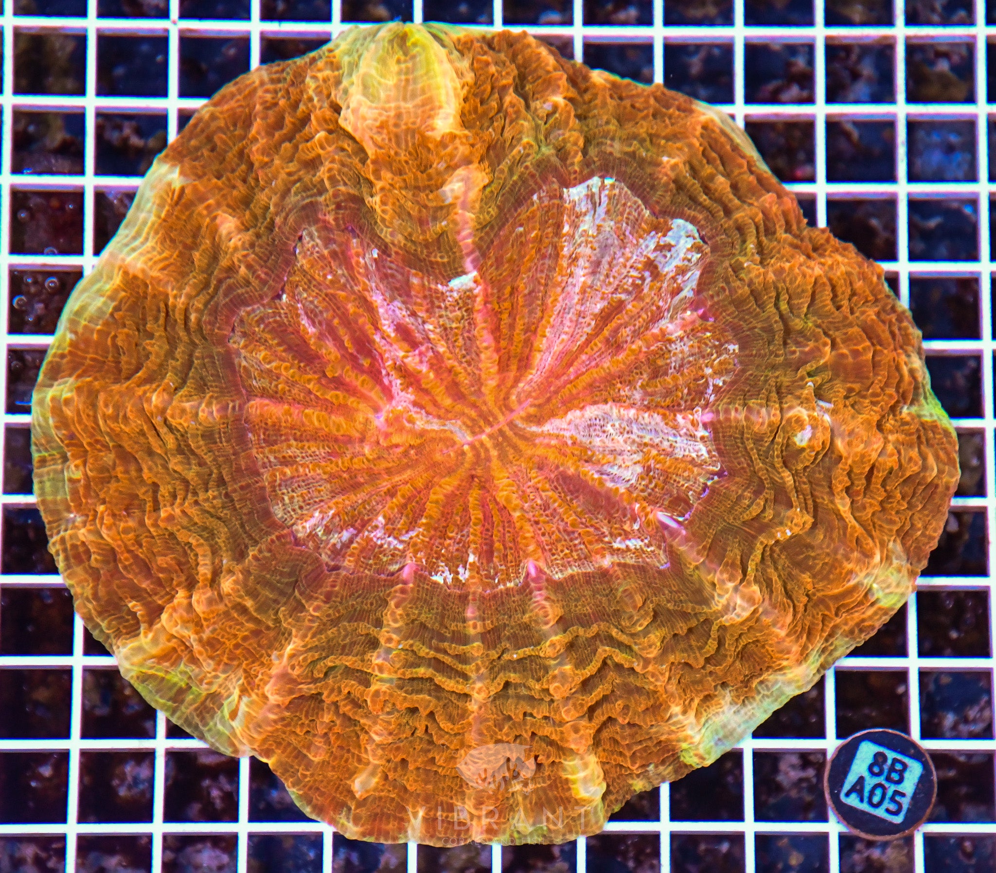 Acanthophyllia INDO W