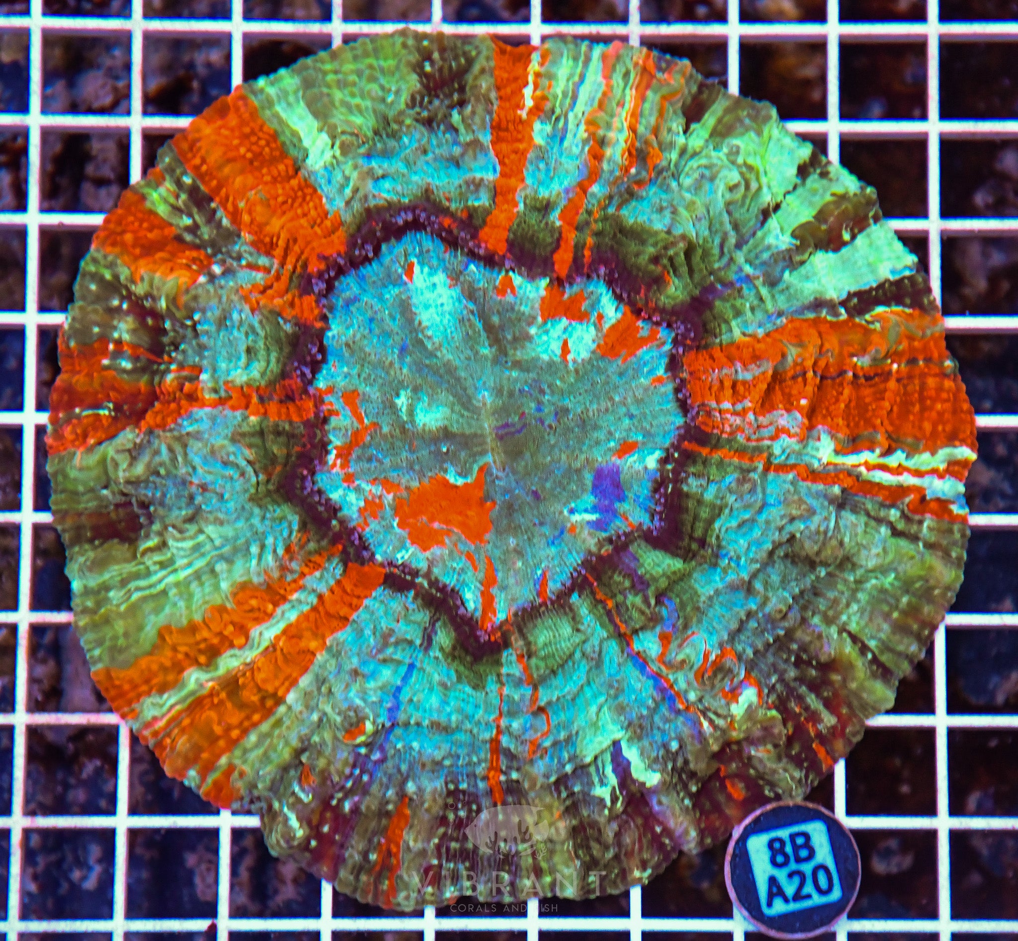 Acanthophyllia INDO W