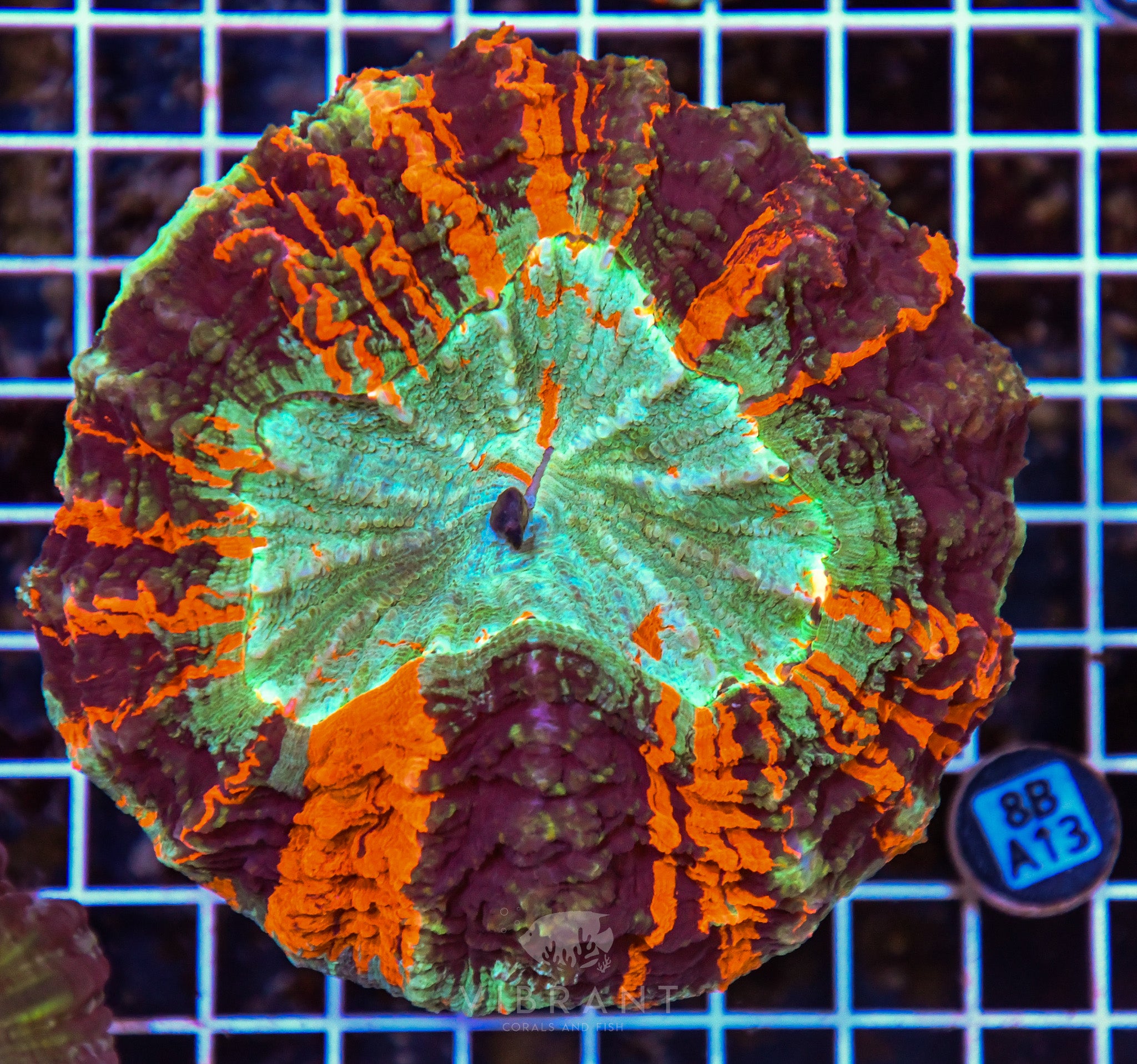 Acanthophyllia INDO W