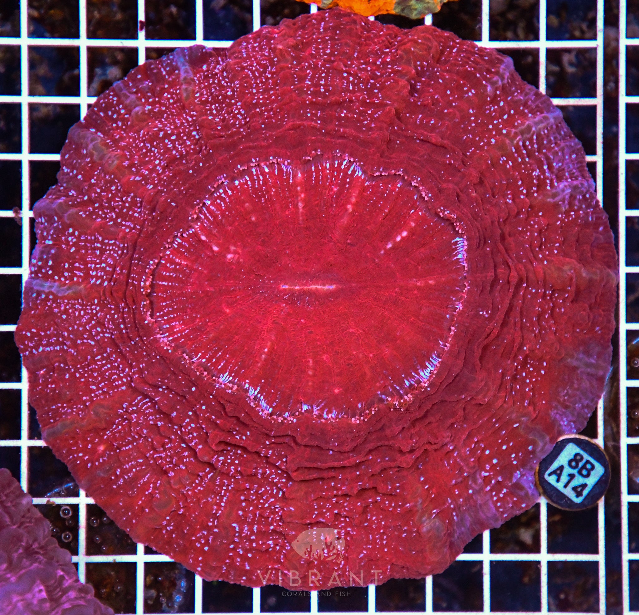 Acanthophyllia INDO W