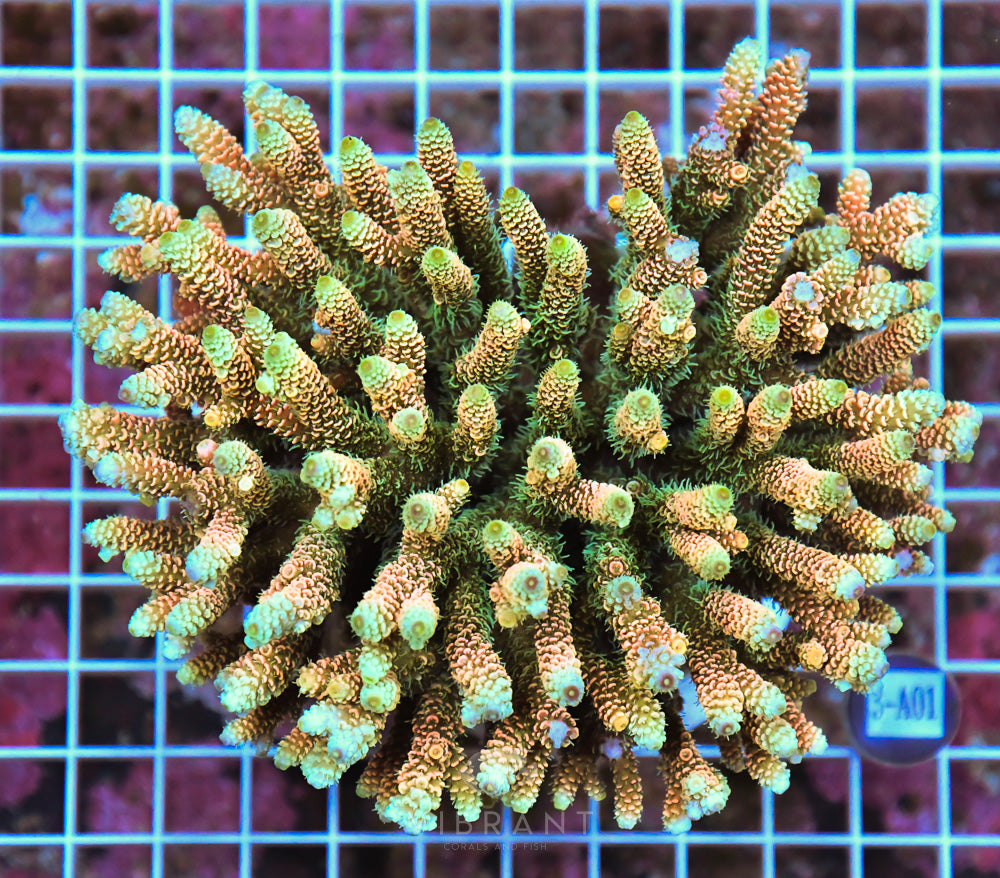 Acro Ultra SOL