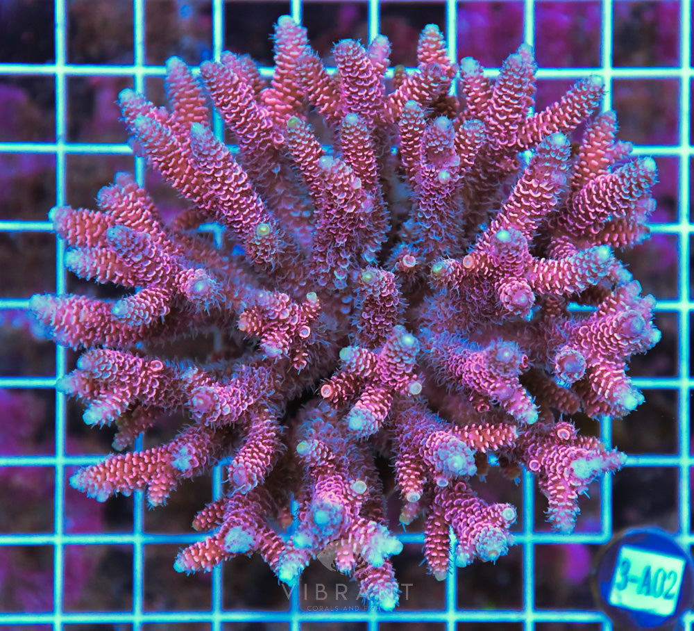 Acro Ultra SOL