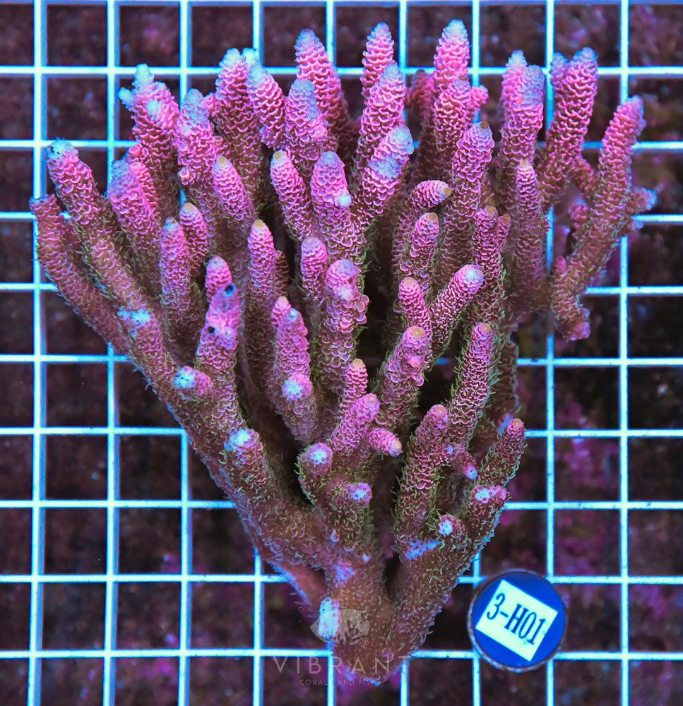 Acro Ultra SOL