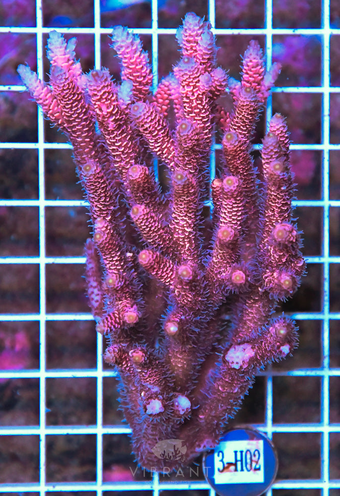 Acro Ultra SOL