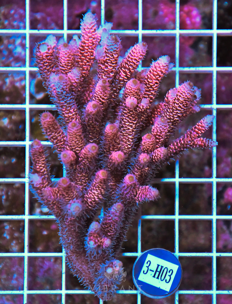 Acro Ultra SOL