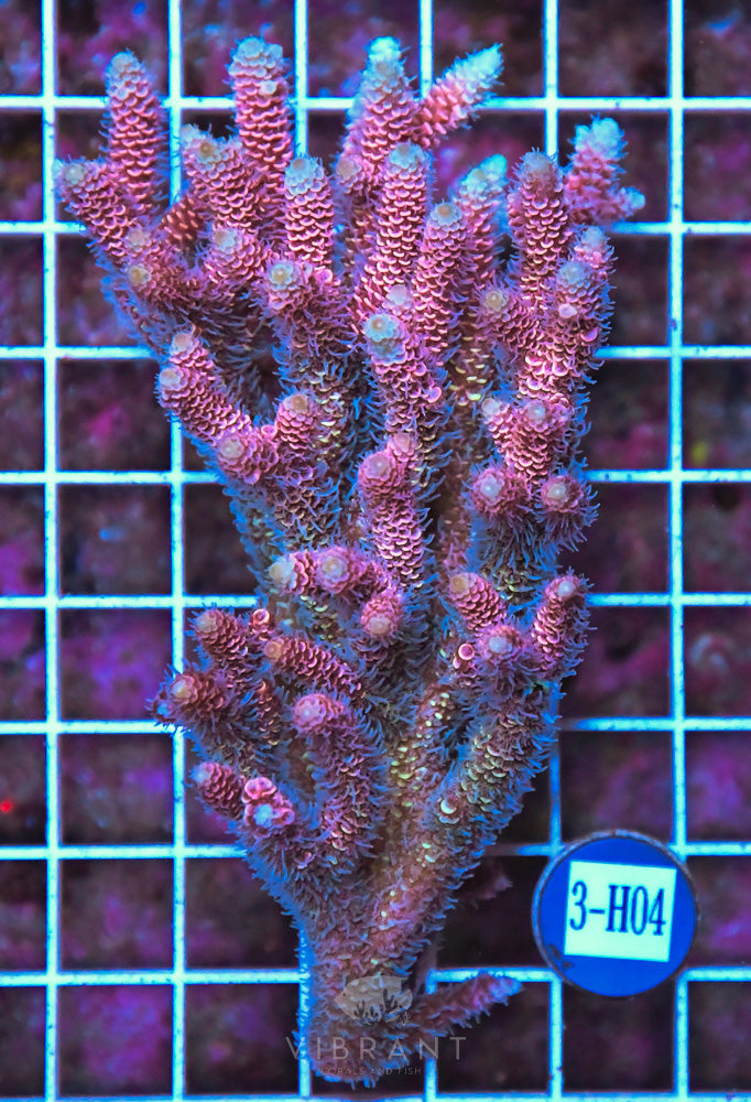 Acro Ultra SOL