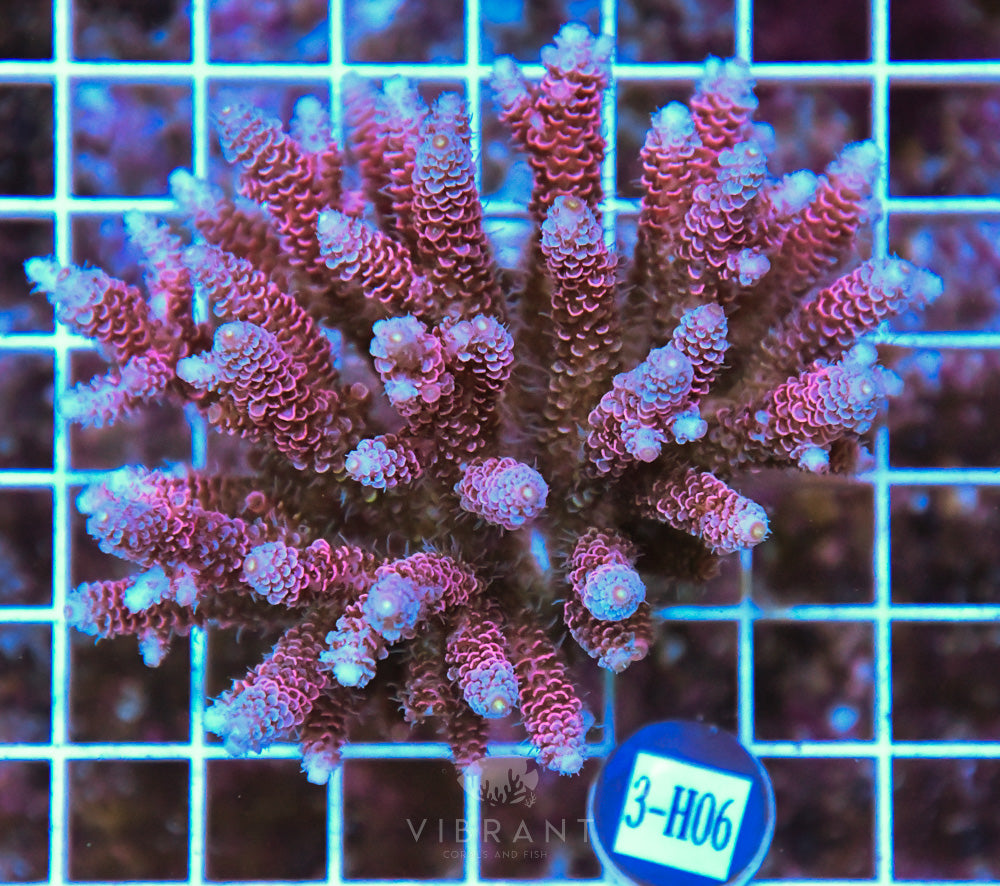 Acro Ultra SOL