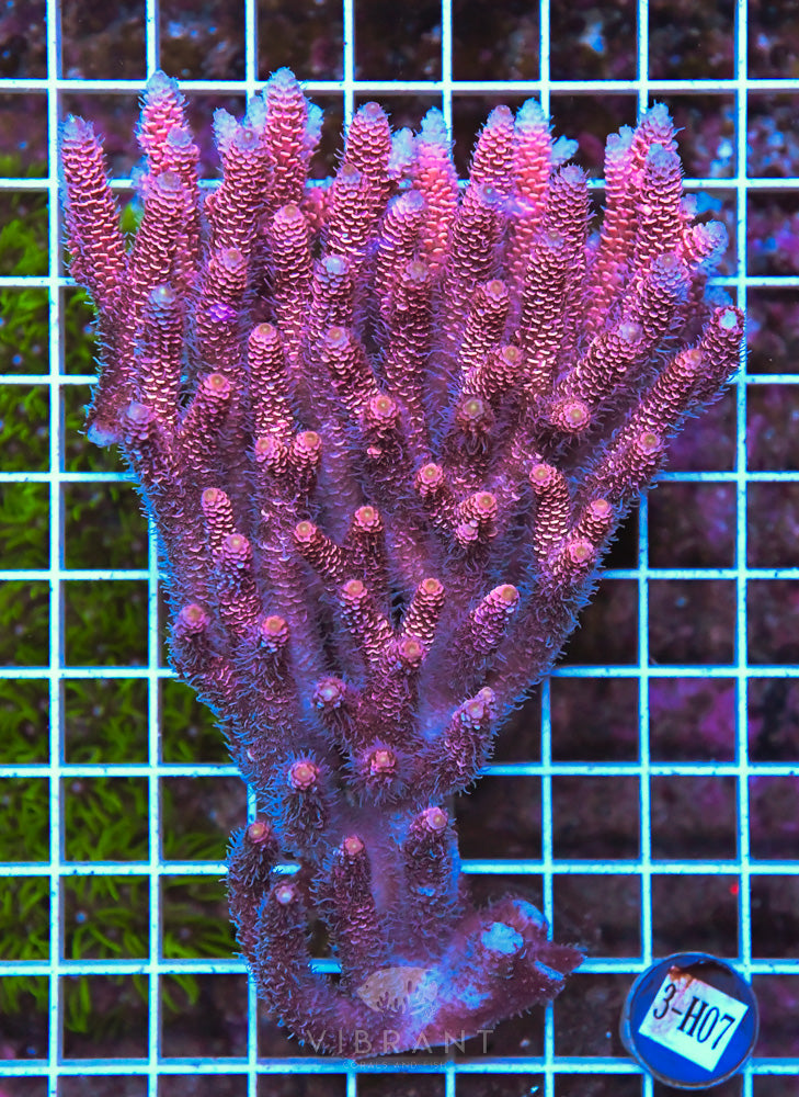 Acro Ultra SOL