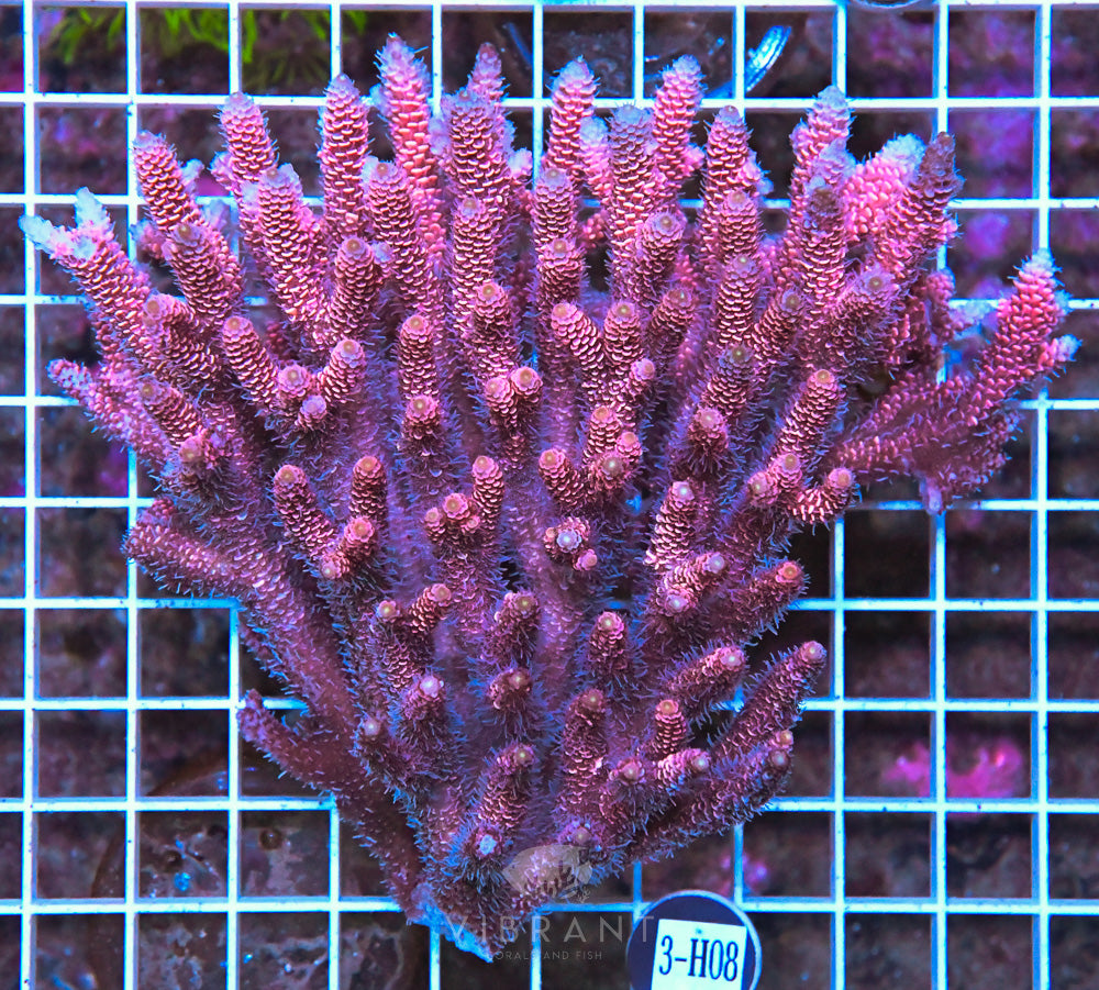 Acro Ultra SOL