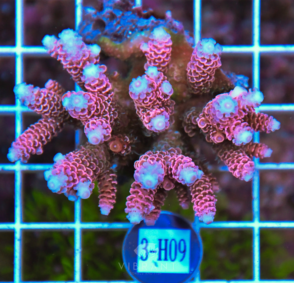 Acro Ultra SOL