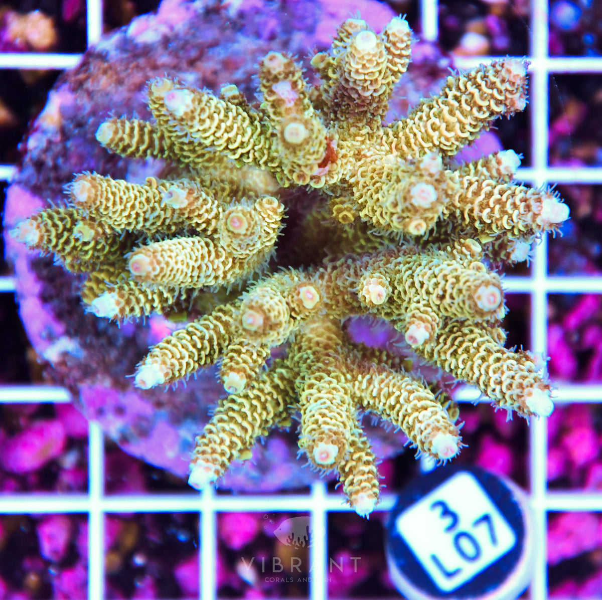 Acro INDO