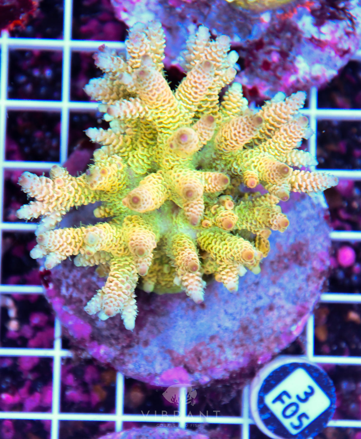 Acro INDO