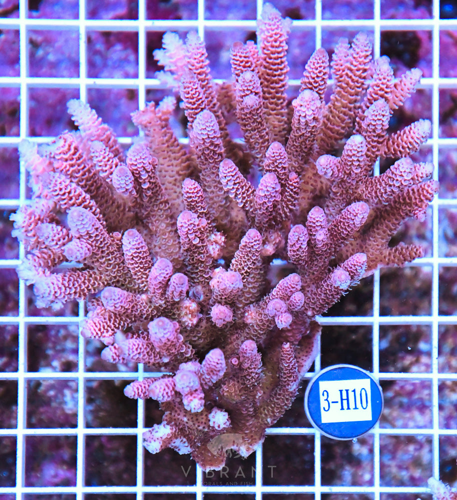 Acro Ultra SOL